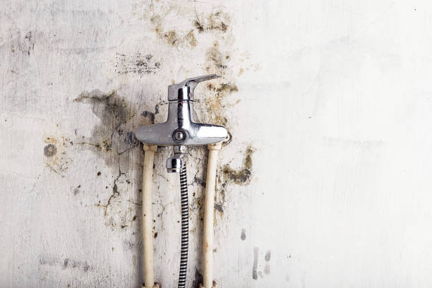 Best Office Mold Removal Services  in Hillsboro, ND