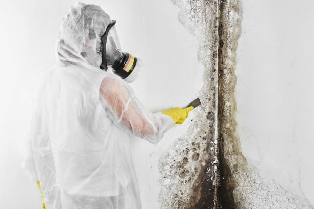 Best Fast Mold Removal  in Hillsboro, ND
