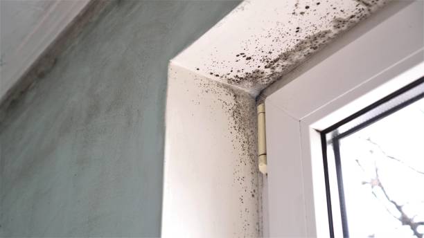 Best Mold Cleaning Services  in Hillsboro, ND