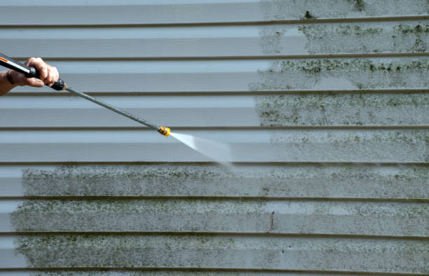 Best Toxic Mold Removal  in Hillsboro, ND