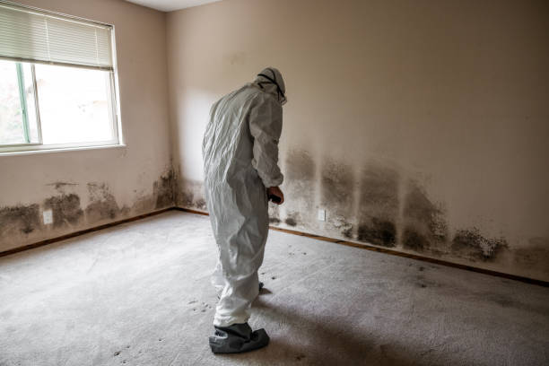 Best Mold Remediation  in Hillsboro, ND